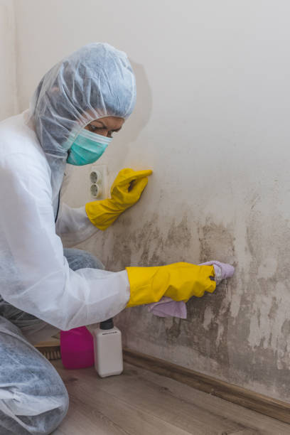 Best Crawl Space Mold Remediation  in Au Sable, MI