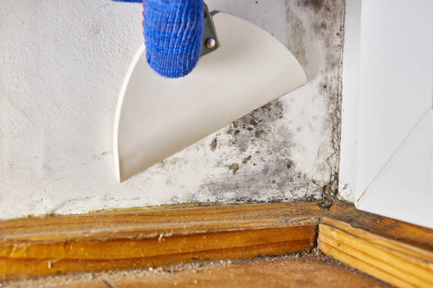 Best Asbestos and Lead Testing During Mold Inspection  in Au Sable, MI